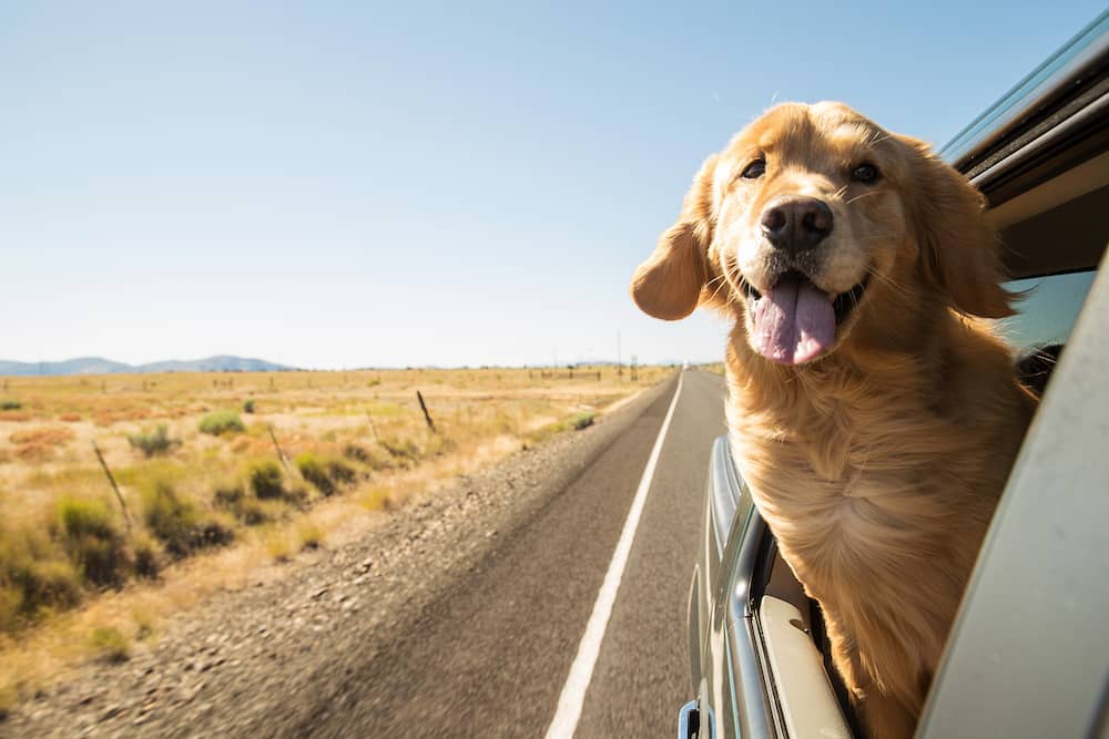 Make Sure Your Dog Doesn’t Overheat in Car This Summer