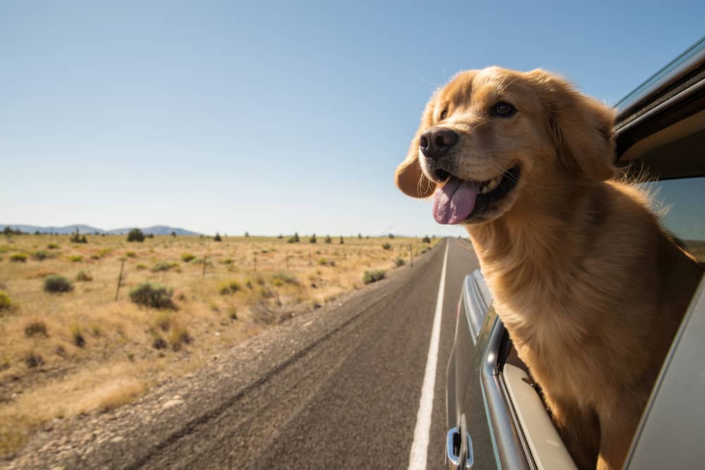 dog in car