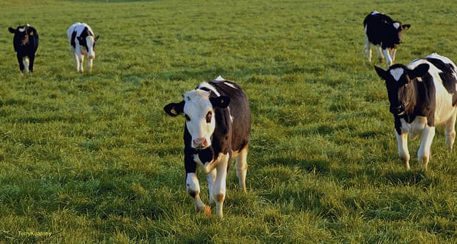 livestock in field