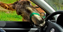 8 of the World's Strangest Driving Laws