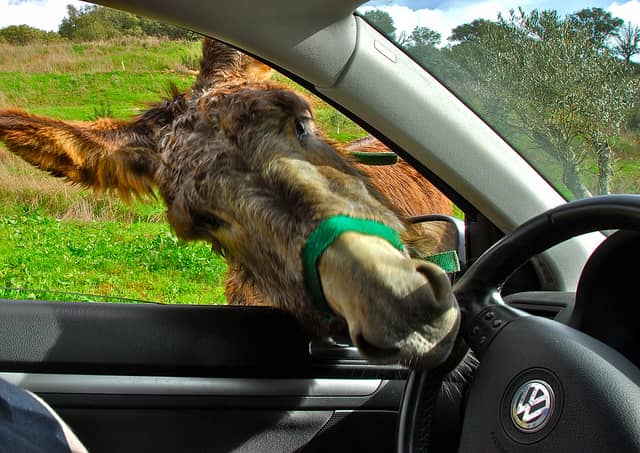 Strange-Driving-Laws Strange-Driving-Laws